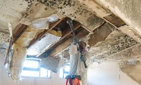  South Fulton, TN Mold Removal Services Pros